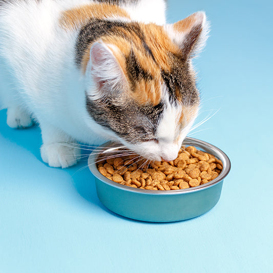 Order prescription outlet cat food online